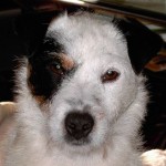 Profile picture of Wehrwolf